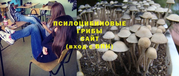 прущие грибы Осинники